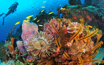 Martinique Diving &#169; R.Pakiela