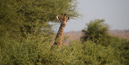 Giraffe