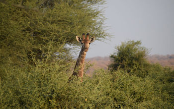 Giraffe