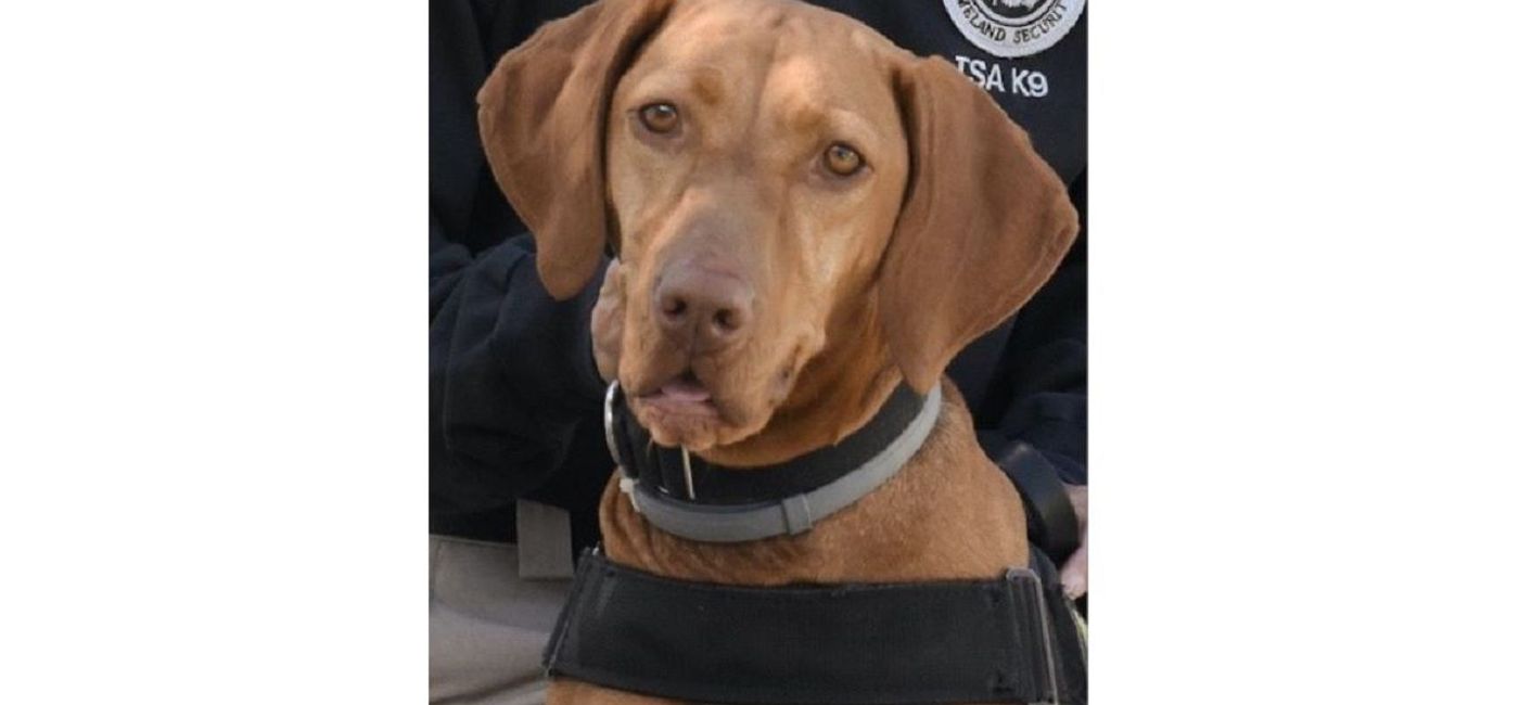 Image: PHOTO: Kajla, winner of TSA's 2020 Cutest Canine Contest. (photo via TSA)