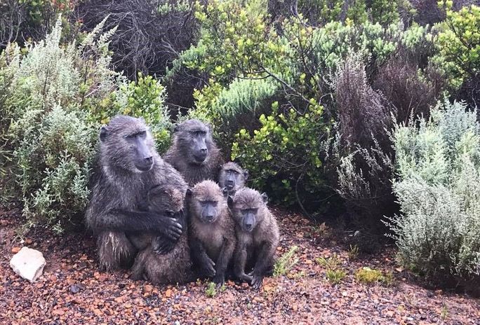 Family of baboons on their way to Cape Point