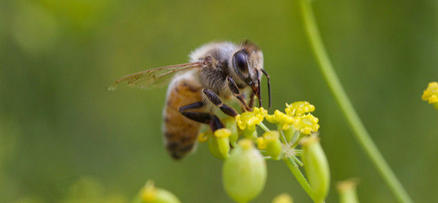 Image: PHOTO: Honeybee. (photo via Flickr/Keith McDuffee)