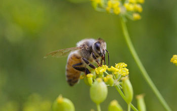 Honeybee