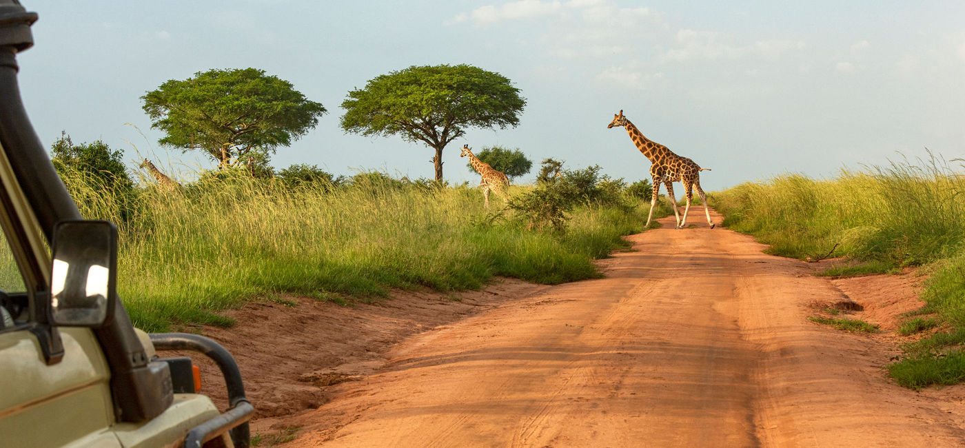 Image: Giraffes seen on a safari through Uganda (Photo Credit: guenterguni/E+)