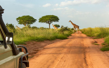 Giraffes seen on a safari through Uganda