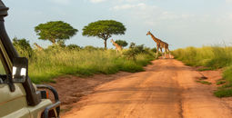 Giraffes seen on a safari through Uganda