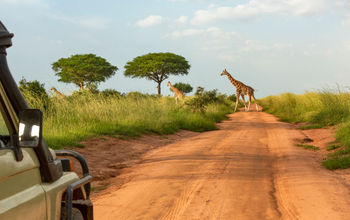 Giraffes seen on a safari through Uganda