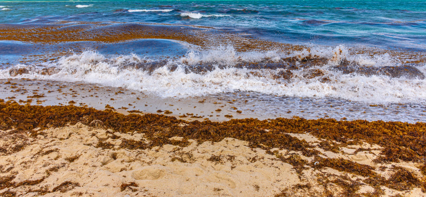 Image: Sargassum arriving on the beaches of Florida. (Photo Credit: Marcial Gonzalez / iStock / Getty Images Plus)