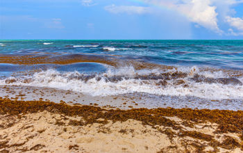 Sargassum arriving on the beaches of Florida.