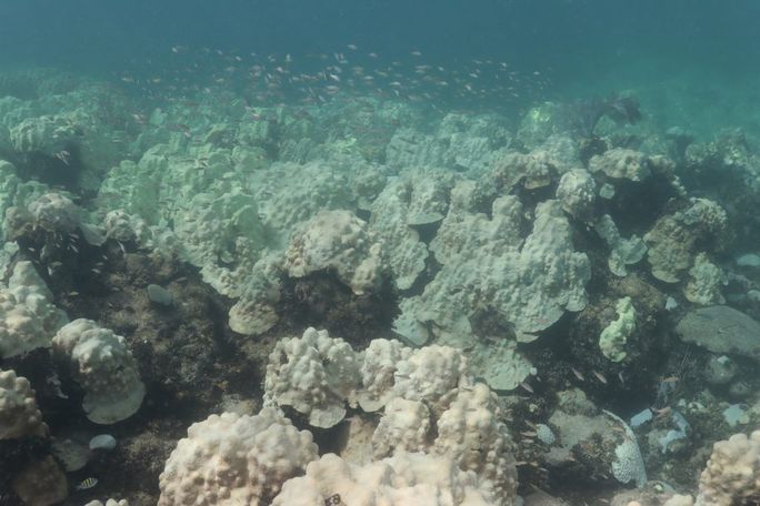 Mountainous Star Coral bleached at Cheeca Rocks on July 31st, 2023 Mountainous Star Coral bleached at Cheeca Rocks on July 31st, 2023