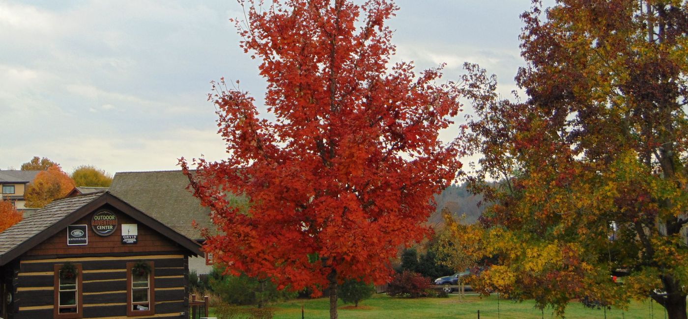 Image: PHOTO: Leaf colors in Ashville. (Photo by Susan Young)