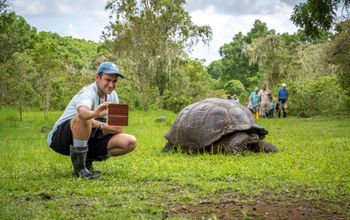 giant tortoise, galapagos, expedition cruising, Hurtigruten Expeditions