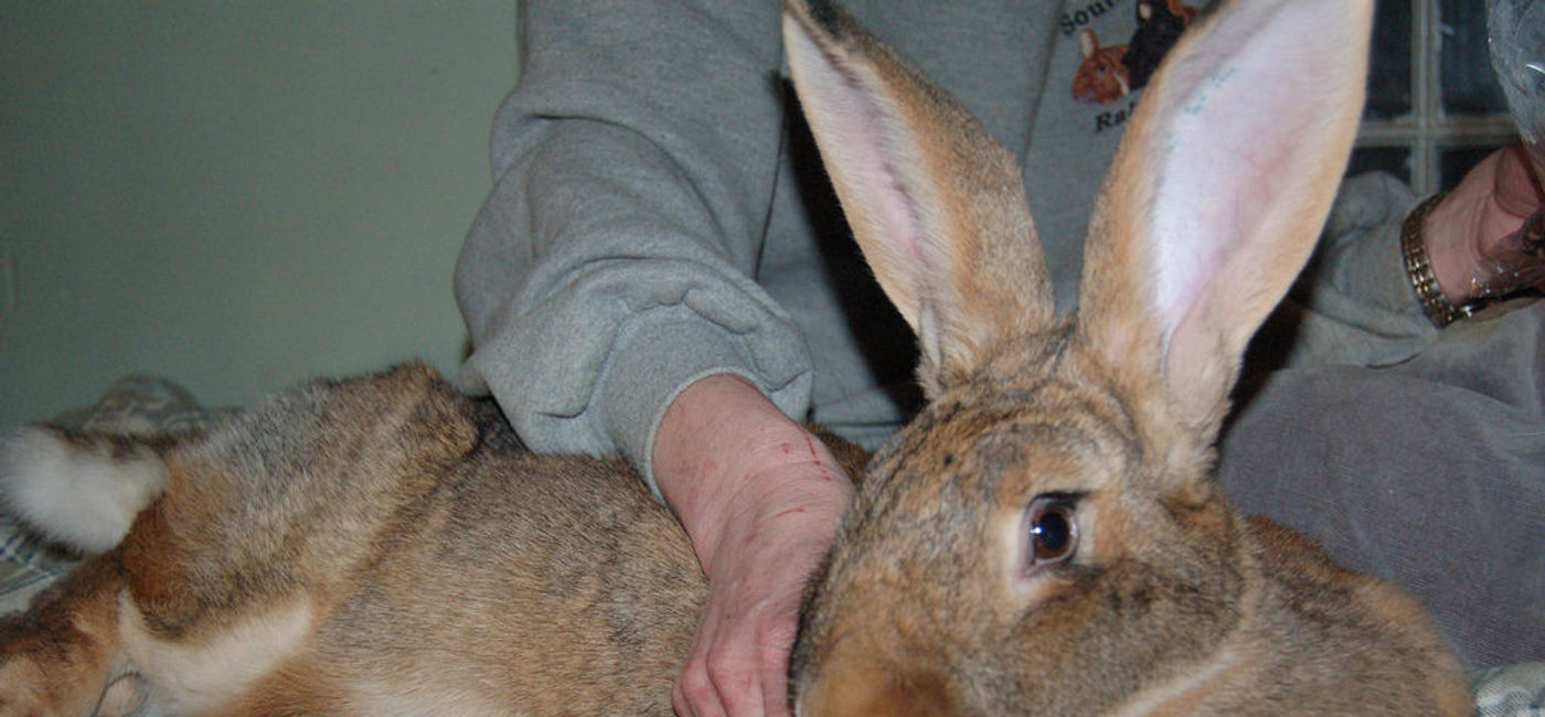 Image: PHOTO: A massive bunny similar to the one which died during a recent flight. (photo via Flickr/The Turtle) 