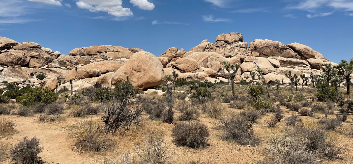 Image: Joshua Tree National Park. (photo by Patrick Clarke)