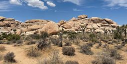 Joshua Tree National Park, California, National park California, Joshua Tree