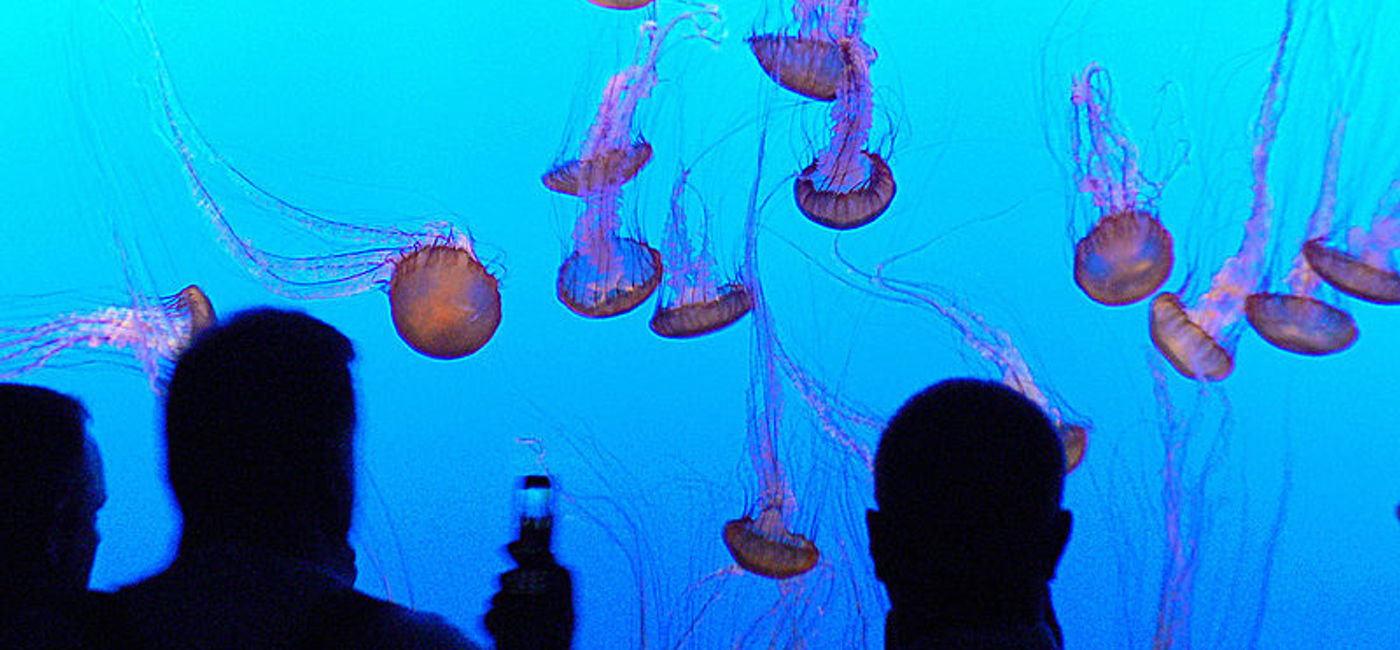 Image: PHOTO: Jellyfish at the Monterey Bay Aquarium. (photo via Flickr/Bernard Spragg. NZ)