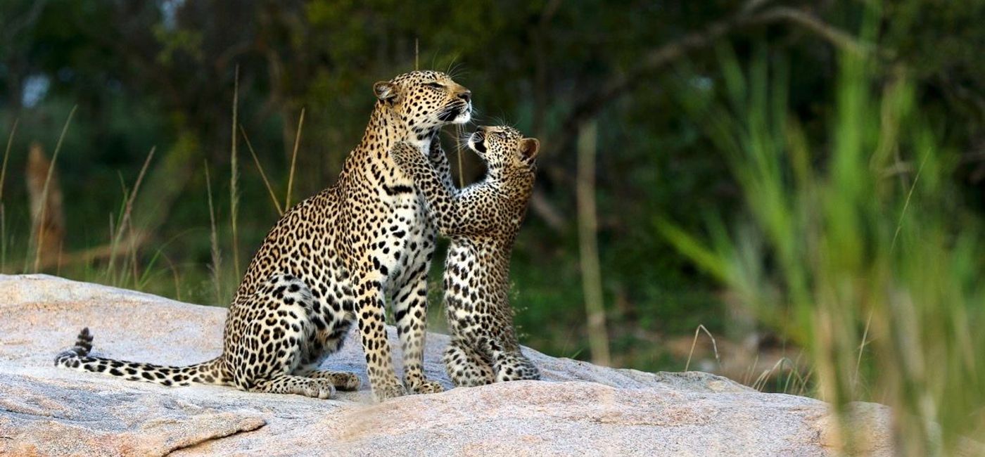 Image: African Travel Inc. has launched its 2024 brochure of wildlife and cultural safaris. (Photo Credit: African Travel Inc.)