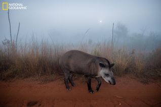 tapir, Brazil, Emas National Park, National Geographic, Katie Orlinsky