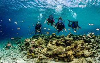 Diving