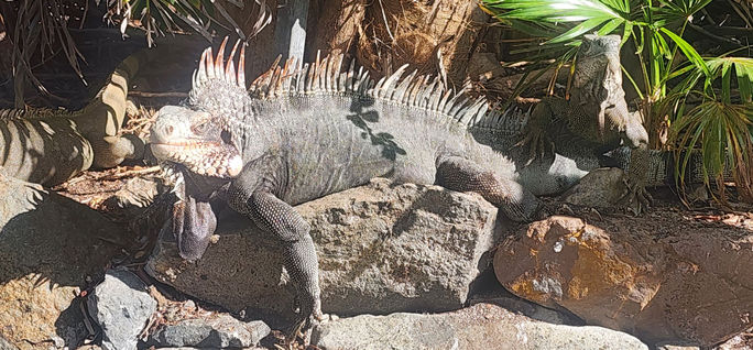 iguana, green iguana, animals of the caribbean, St. Thomas, USVI, US Virgin islands