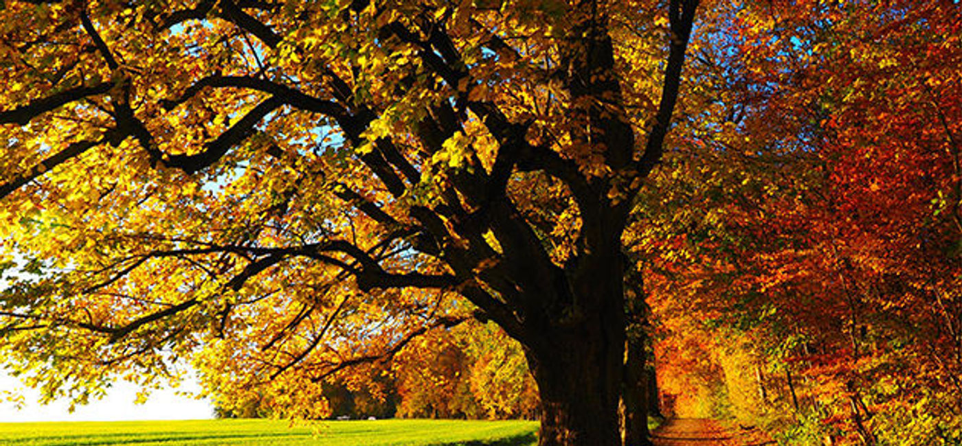 Image: PHOTO: Fall foliage. (photo via Pixabay/Hans)