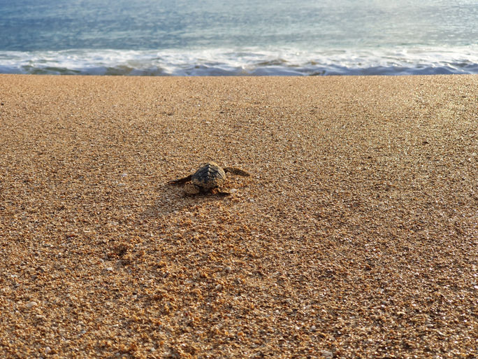 Baby turtle rushes to the sea on an empty beach in Panama