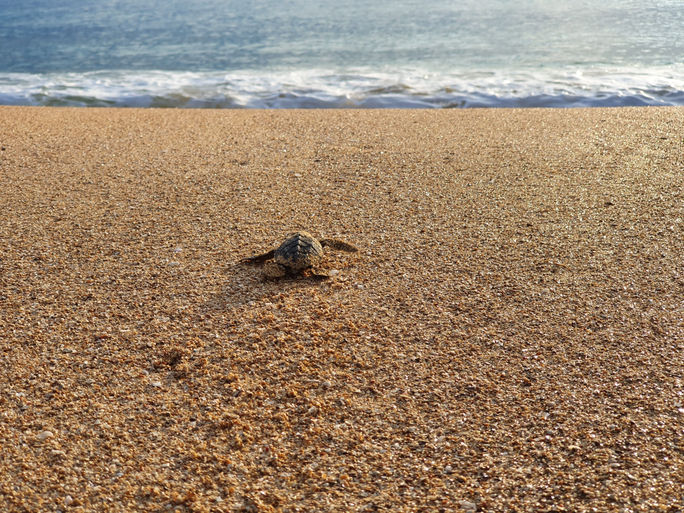 Baby turtle rushes to the sea on an empty beach in Panama Baby turtle rushes to the sea on an empty beach in Panama