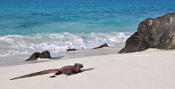 Marine iguana on the beach in the Galapagos Islands.