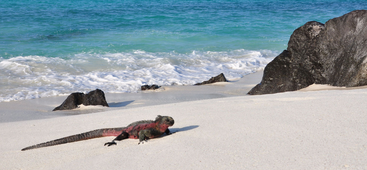 Image: Marine iguana on the beach in the Galapagos Islands. (Photo via iStock / Getty Images Plus / SteveWeisberg)