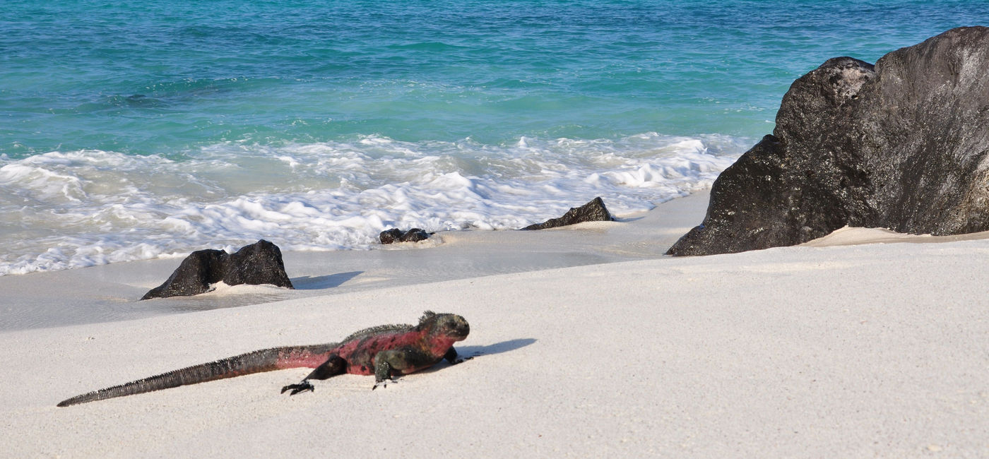 Image: PHOTO: Marine iguana on the beach in the Galapagos Islands. (Photo via iStock / Getty Images Plus / SteveWeisberg)