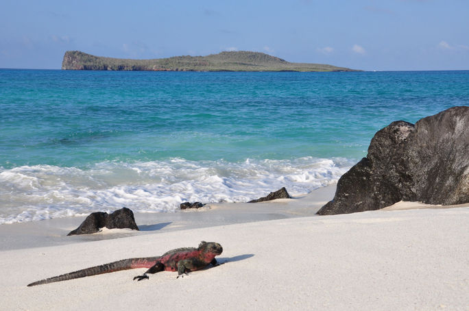 Marine iguana on the beach in the Galapagos Islands.