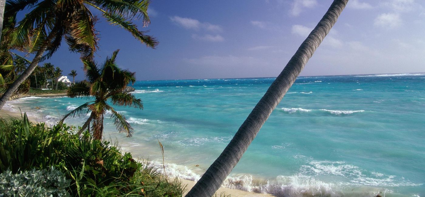 Photo: Palm trees on a beach, Hope Town, Abaco Islands, Bahamas. (photo via Purestock)