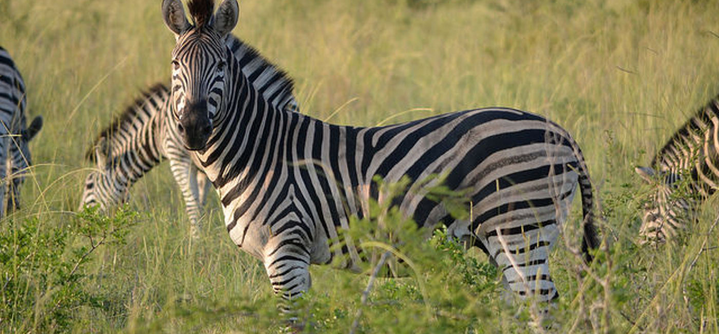 Image: PHOTO: Exodus Travels begins a responsible tourism initiative that includes taking kids on a game drive. (Courtesy Flickr/Joe Turco) 