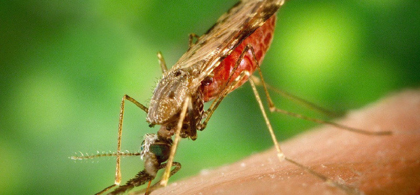 Image: PHOTO: Malaria affects thousands of American travelers a year according to a new study. (photo via Pixabay/ArtsyBee)
