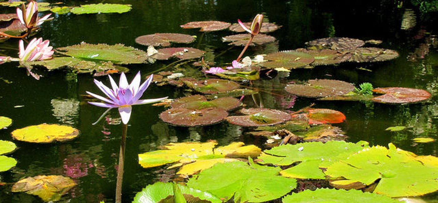 Image: PHOTO: Vallarta Botanical Gardens is a must-see during your trip. (photo via Flickr/Paul Hamilton) 