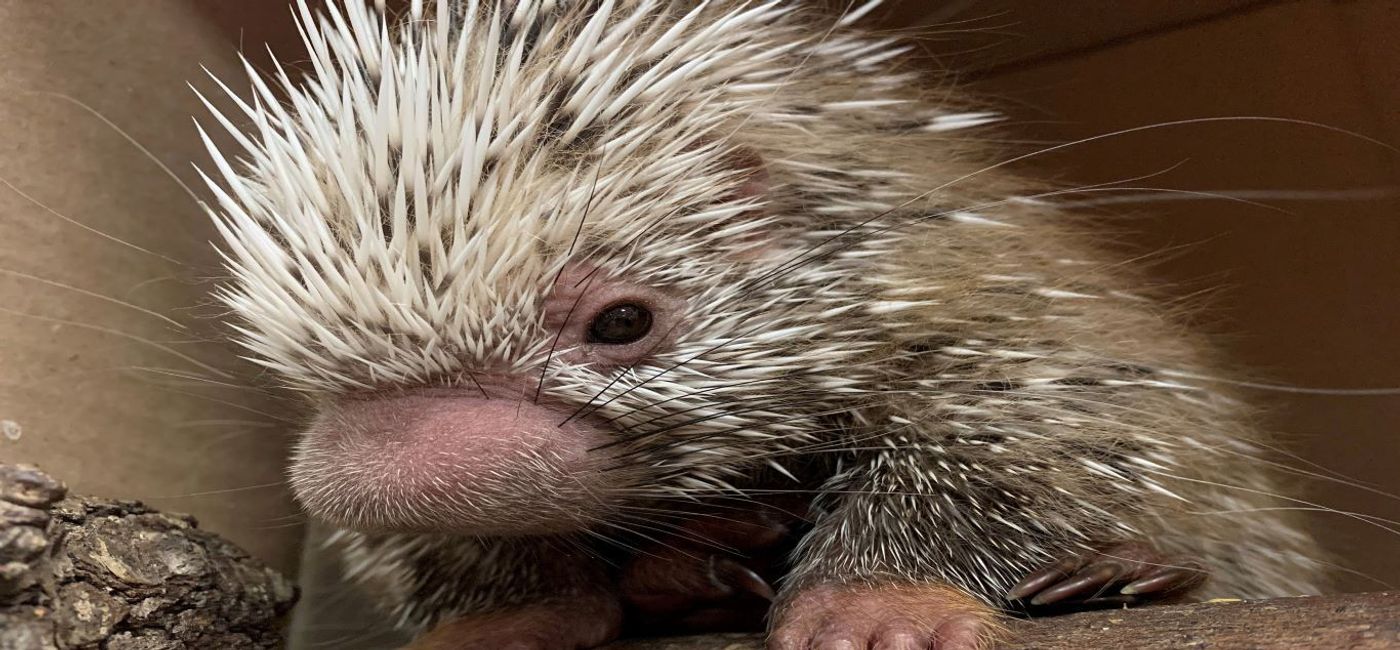 Animal Kingdom's Baby Porcupine Named After Disney Cast Member(02)