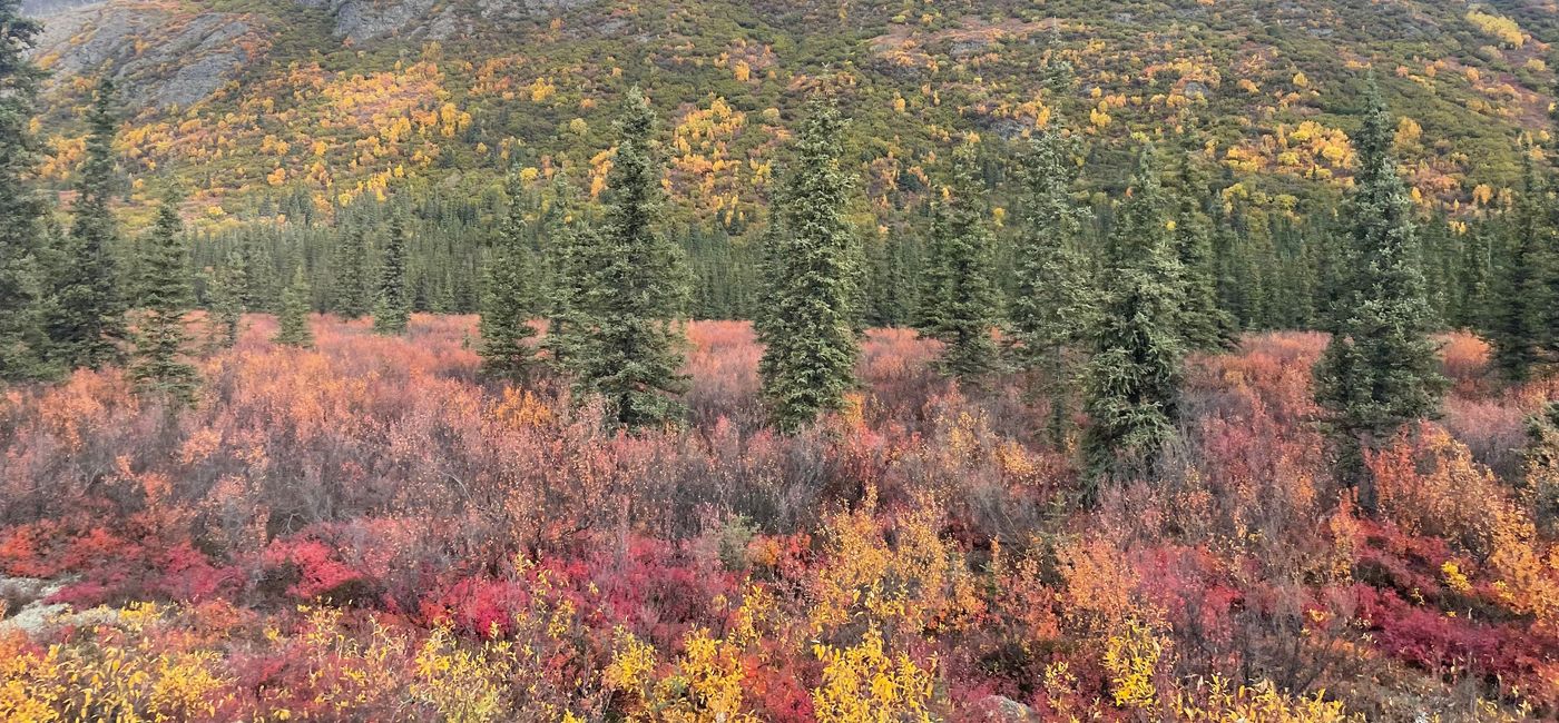 Image: Fall foliage in Denali, Alaska. (photo by Patrick Clarke)
