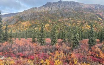 fall, foliage, colors, Denali, Alaska