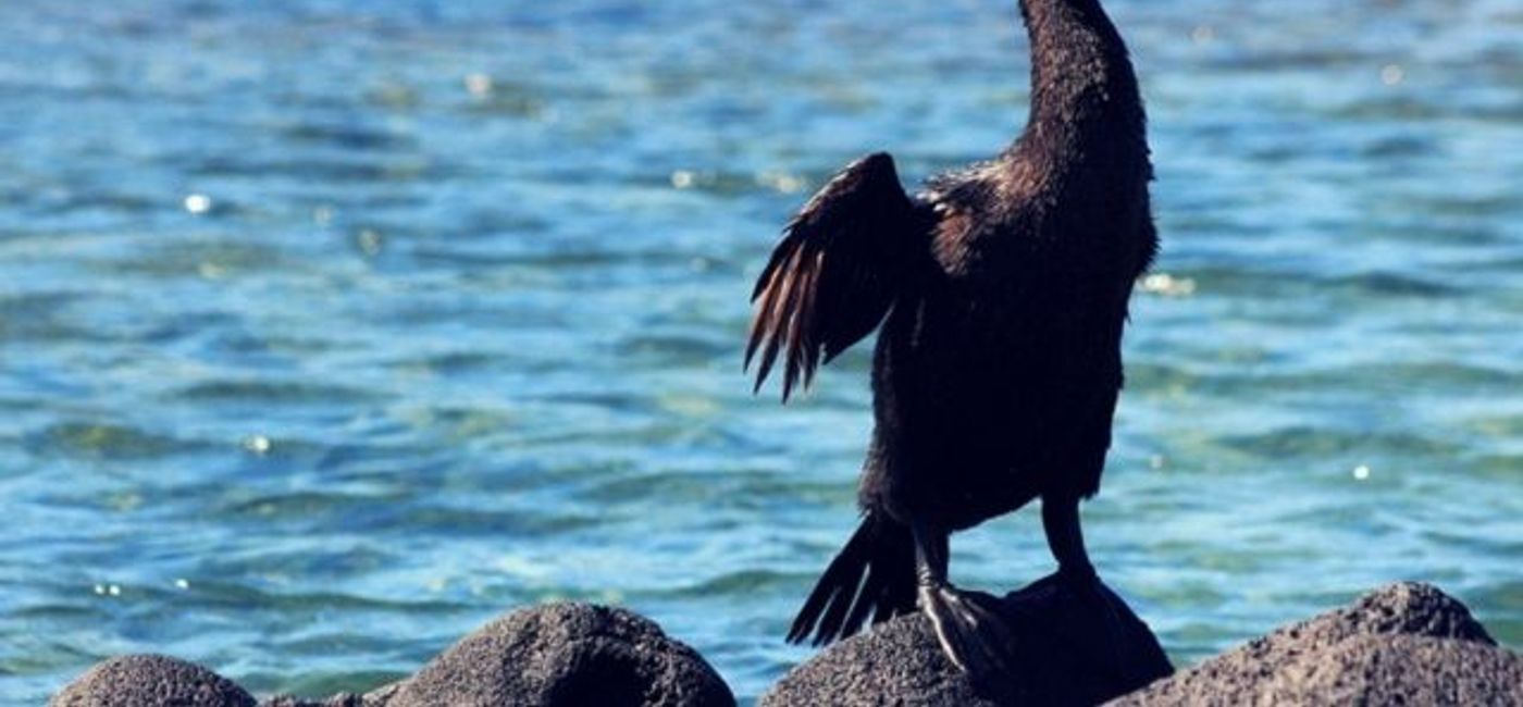 Image: PHOTO: Flightless Cormorant. (photo by Frank Torfs) (Flightless Cormorant)