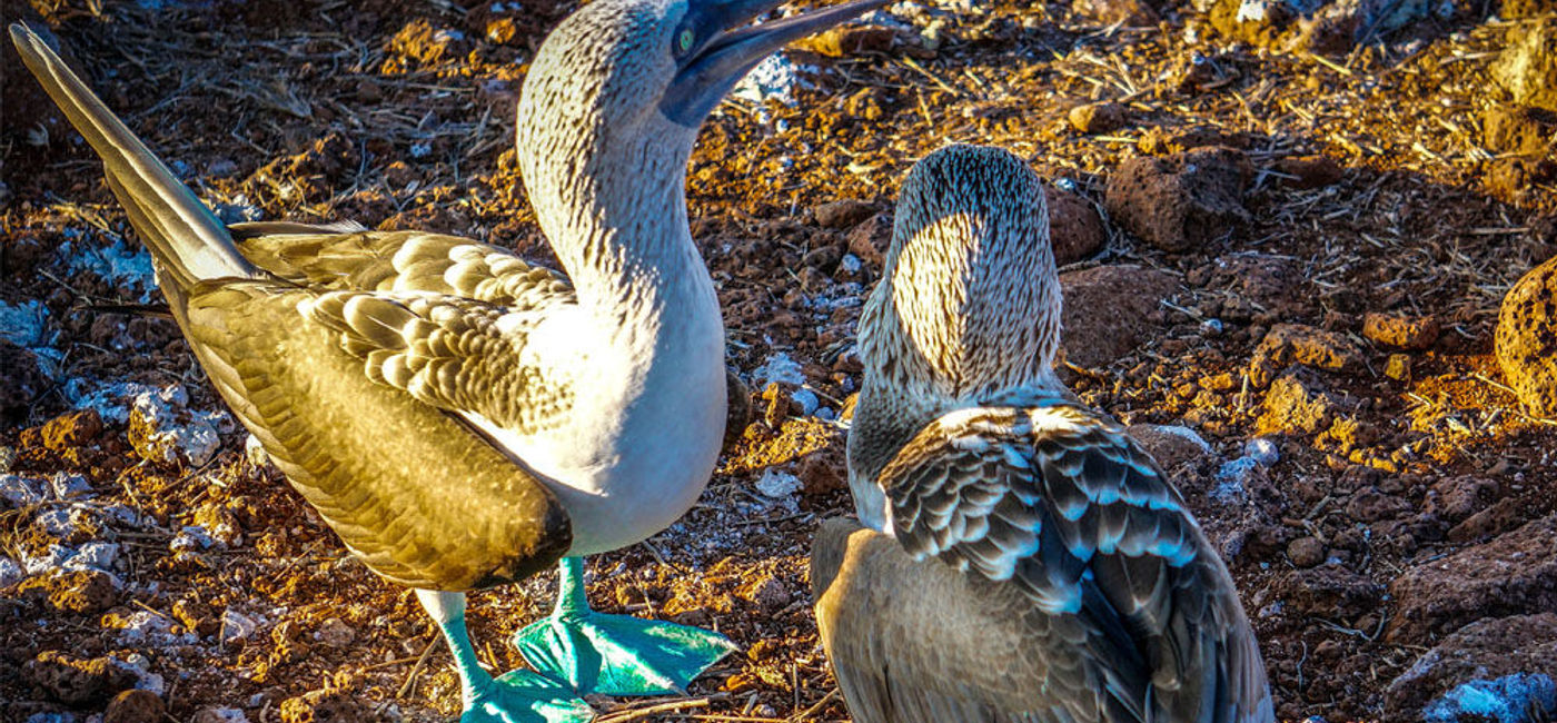 Image: PHOTO: Adventure travelers love the Galapagos Islands. (photo by Janeen Christoff)