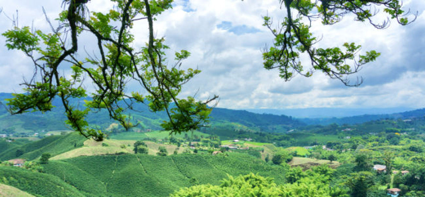 Image: Latin America's highlands produce world-class coffee. (Photo via DC_Columbia/ iStock / Getty Images Plus).