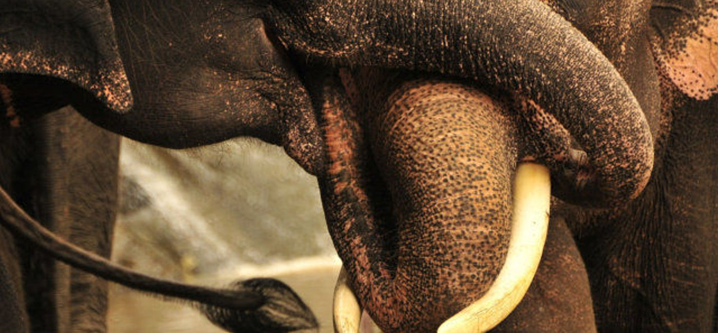 Image: PHOTO: Expedia has joined a growing list of travel companies who no longer sell rides with elephants and other wildlife interaction programs. (photo via Pixabay/nickharder)