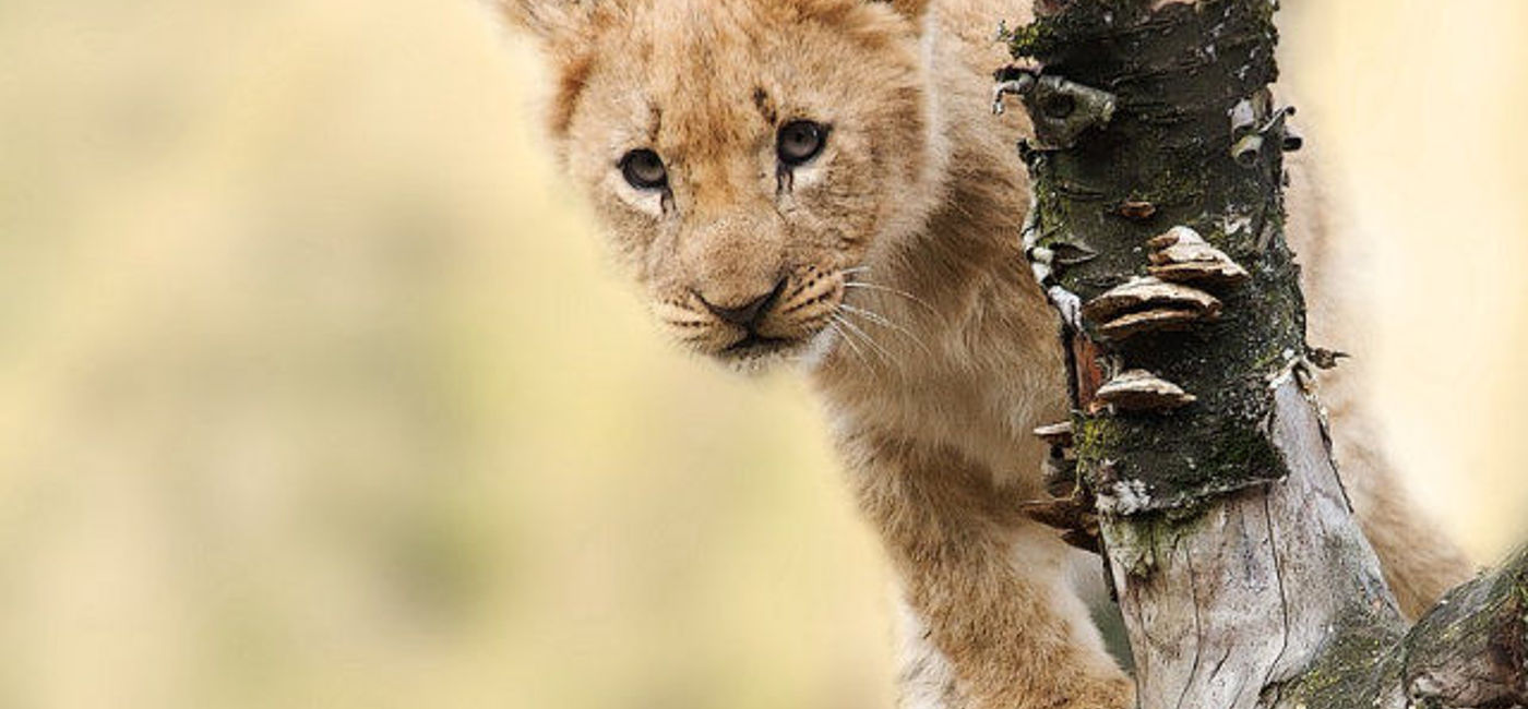 Image: PHOTO: A lion in Tanzania. (photo via Pixabay)