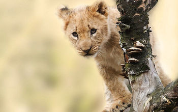 A lion in Tanzania