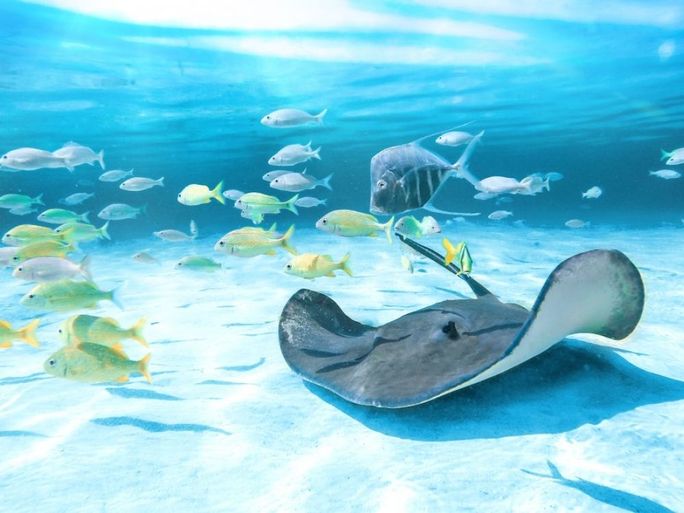 Nassau Paradise Island conservation Nassau Paradise Island conservation