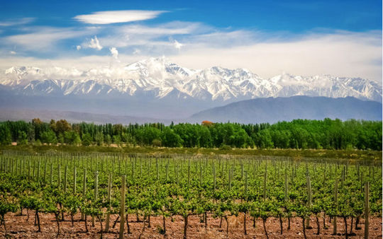 Argentina produce algunos de los mejores vinos del mundo y los turistas pueden visitar las principales bodegas del país.  (Foto vía pawopa3336/iStock/Getty Images Plus).