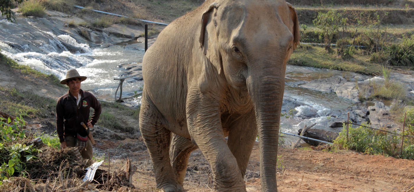Image: PHOTO: ChangChill in Thailand (Courtesy World Animal Protection)
