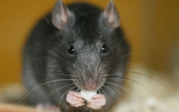 A rat