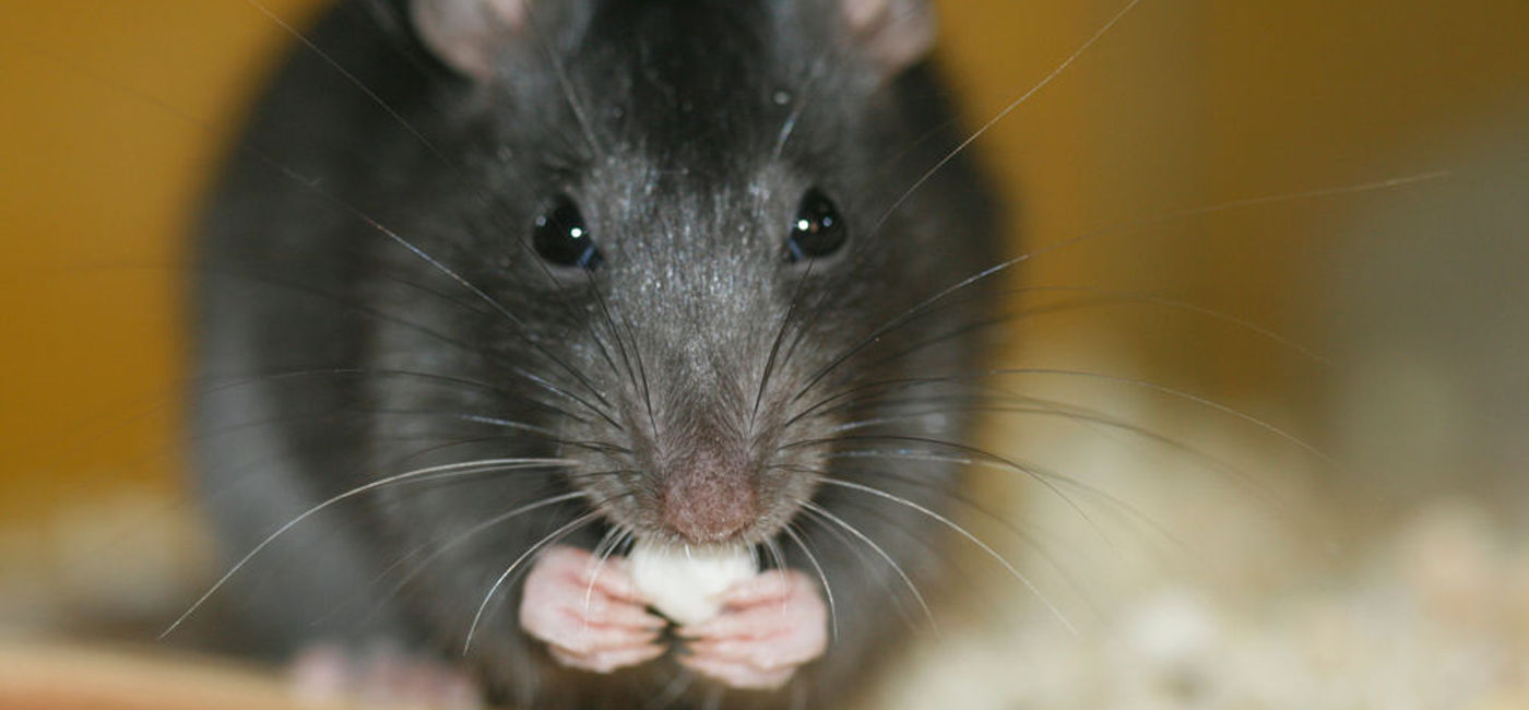 Snakes! Watch Out for Rats on a Plane TravelPulse