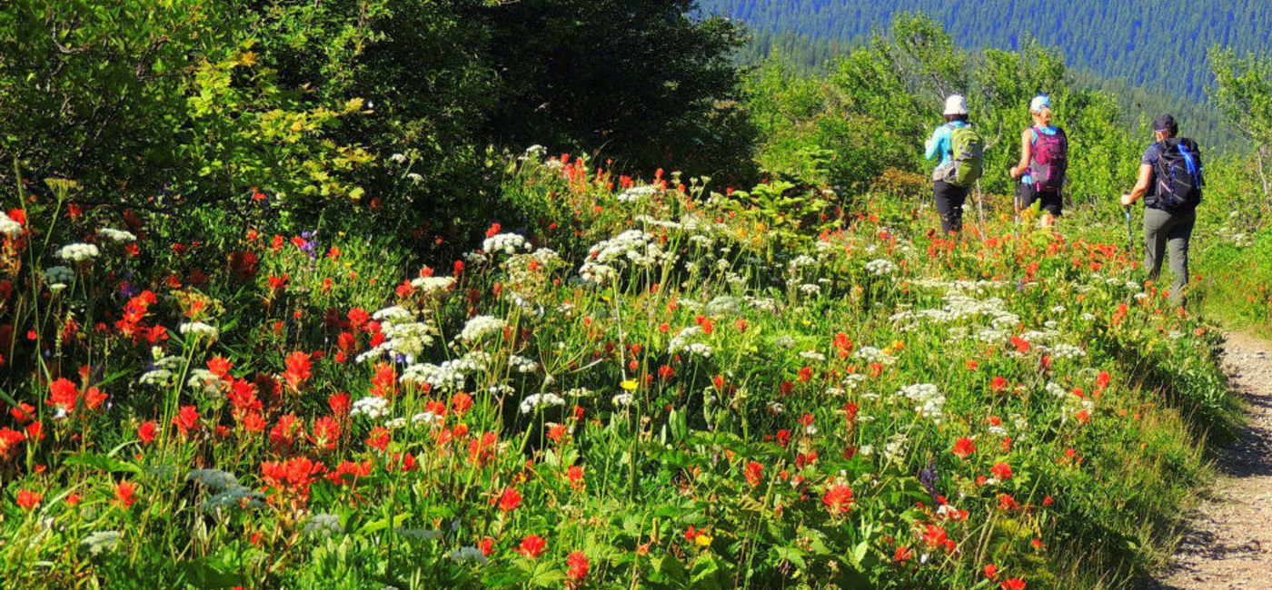 Image: PHOTO: Wildflowers in bloom at the Silver Star Key Exchange at the Gifford Pinchot National Forest. (Photo via Flickr/US Forest Service)